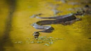 Mơ thấy rắn nước nên đánh số gì?