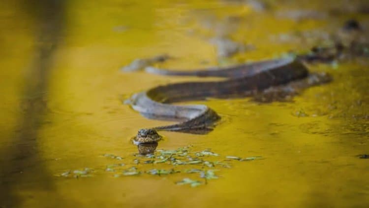 Mơ thấy rắn nước nên đánh số gì?