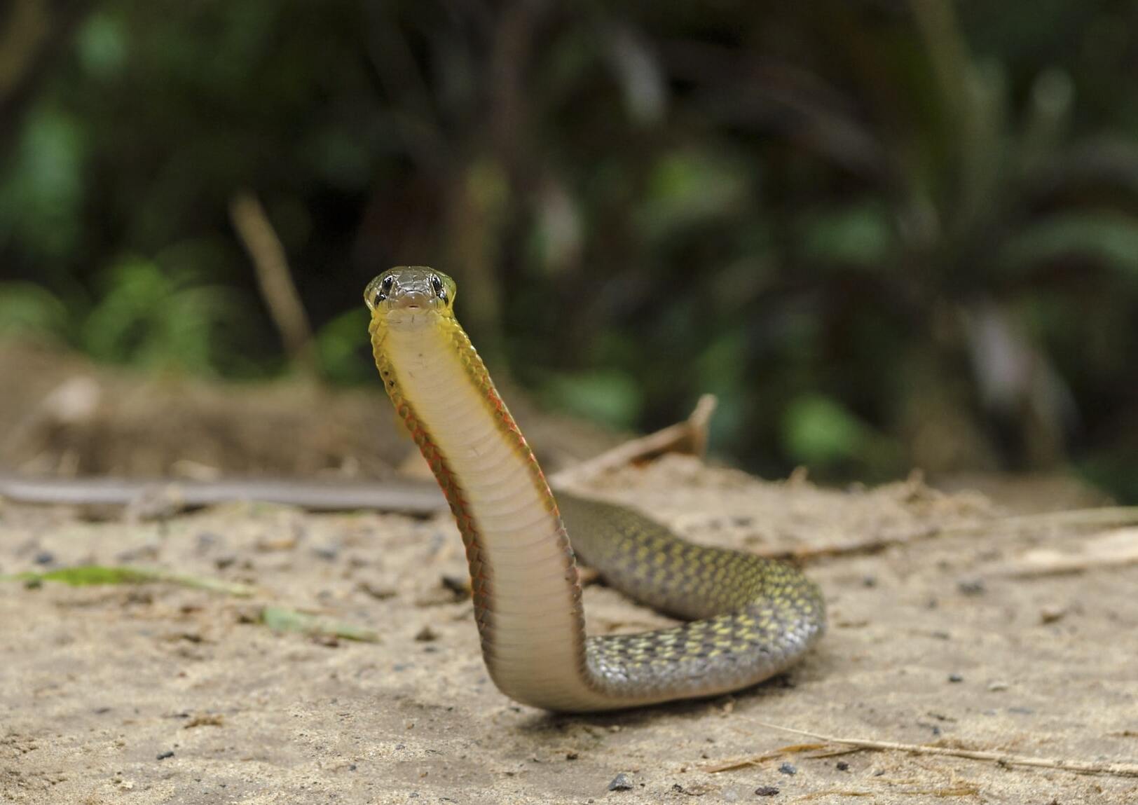 Mơ thấy rắn nước - tài lộc và măy mắn